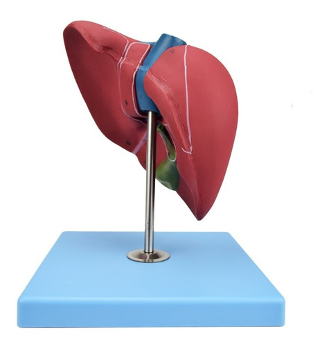Zeigen Modelo Anatómico Del Hígado Con Vesícula Biliar