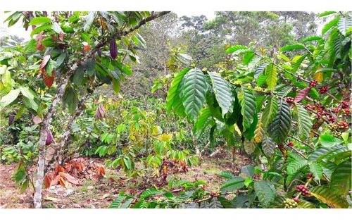Imagen 3 de 10 de Hermosa Finca En Plena Producción De Cacao Y Café En Recinto Libertad Del Toachi , Vía A Las Mercedes Km 7