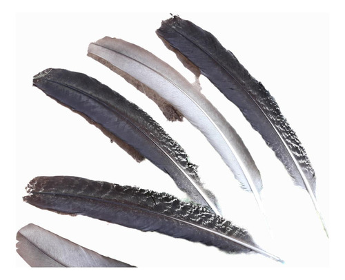 Plumas Naturales Grandes Con Canuto Grueso