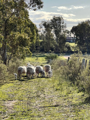 Chacra De 8 Hectareas En San Jacinto