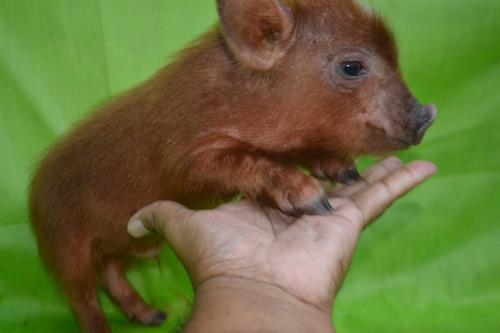 Mini Pig