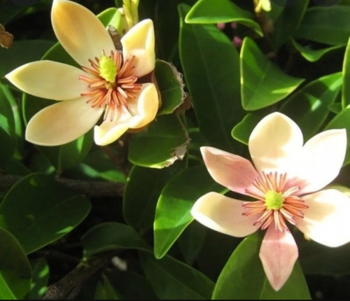 Magnolia Fuscata X2 Unidades