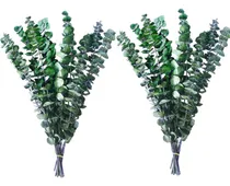 Comprar 20 Piezas De Eucalipto Conservado, 17 Plantas De Eucalipto