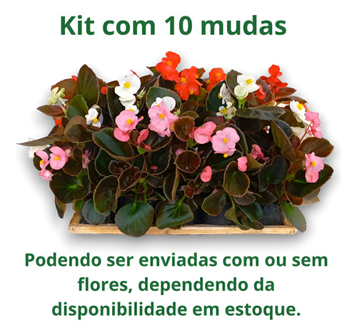 Kit 10 Mudas Begonia Cerosa - Folha Bronze - Cores Sortidas