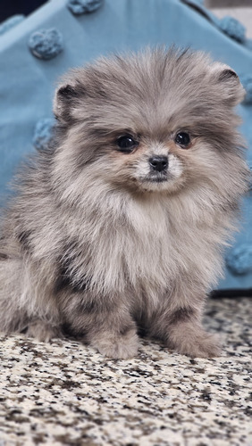 Pomerania Tiernos Cachorros Registro Pedigree Aekc Característico