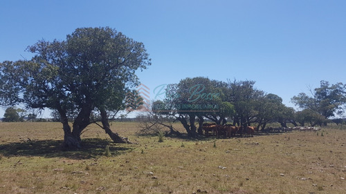 Chacra, Venta, José Ignacio, 10 Hectareas