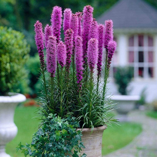 Nika Seeds - Flores Blazing Star Pink Liatris - 50 Semillas