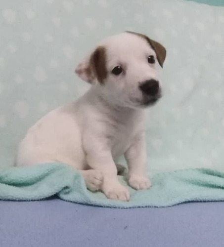 Imagen 9 de 10 de Jack Russell