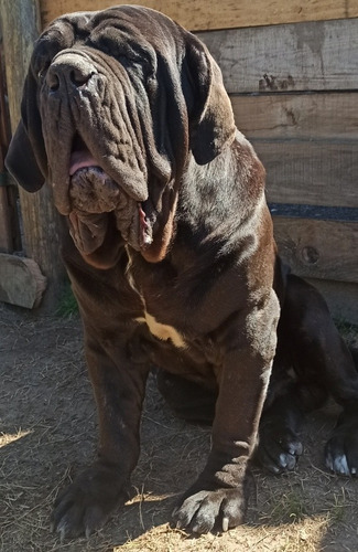 Cachorros De Mastín Napolitano