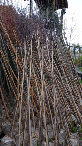 Ciruelo Prunus Pisardi - Hermoso Árbol - E.gratis Amba