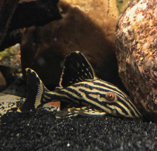 Pleco L190 Real De Línea Pez Ornamental Para Acuarios