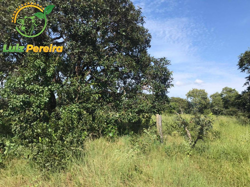 Imagem 7 de 15 de Fazenda À Venda Em Corguinho - Ms - 1.063 Hectares (dupla Aptidão) - 1941