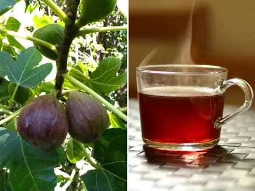 Hojas De Higo Frescas Para Te , Infusión X 500 Gr Medicinal | MercadoLibre