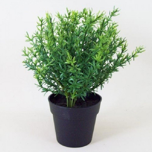 100 Sementes Tomilho/timo ** Thymus Vulgaris