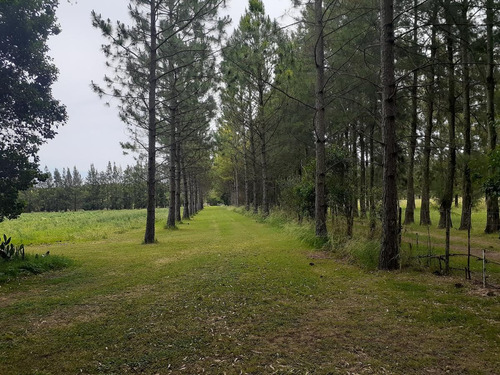 Chacra A 3 Km De Mercedes - 13,5 Has - Vivienda Y Producción