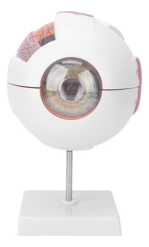 Modelo De Globo Ocular De Ojo Humano Extraíble De Aumento 6x