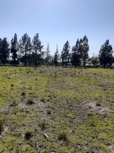 Imagen 9 de 12 de Campo De 9 Hectáreas - Av. 44 252 Y 254. 5 Parcelas Con Partidas Individuales.-