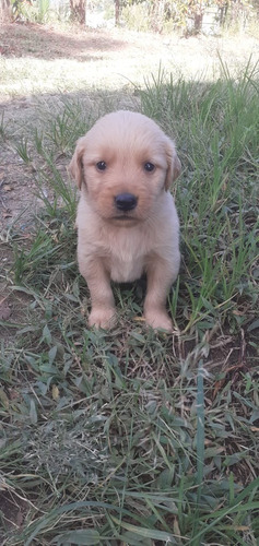 Cachorros Golden Retriever Perros En Venta En Pasto