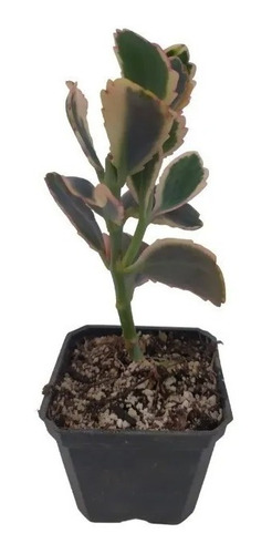 Kalanchoe Fedtschenkoi Variegado Suculenta + Semillas Mix