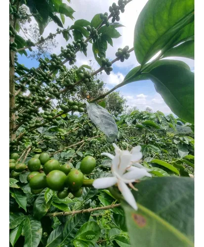 En Venta Finca Cafetera Certificada En Filandia Quindio