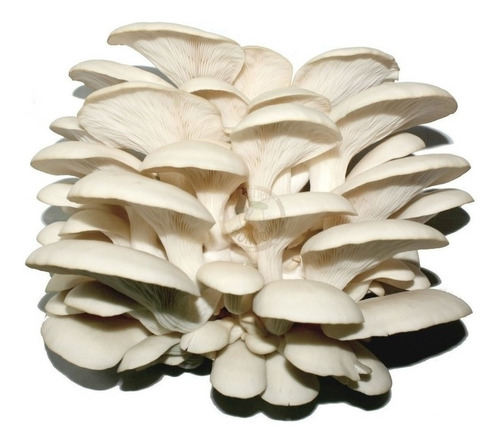 Micelio Hongo Seta Blanco 10kg Semilla Pleurotus Ostreatus 