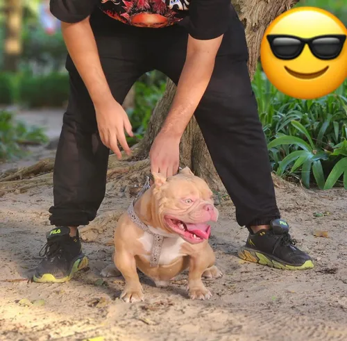 American Bully Micro De Ojos Azules Mini Cachorros Perros