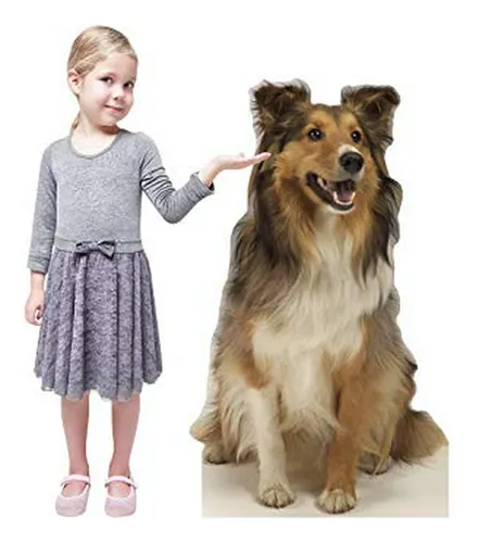 Gráficos Avanzados Collie Perro Tamaño De La Vida De Cartón