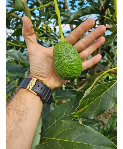 Se Vende Finca En Produccion Aguacate Hass Pijao Quindio