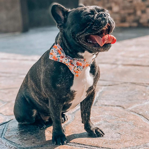 Collar Para Perro (l-bl) Con Hebilla De Seguridad Con Forma
