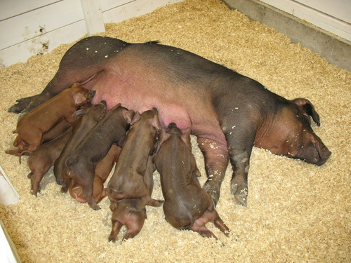 Núcleo Premix P/ Suinos 10 Kg Faz 2,5 Ton Ração P/ Porco