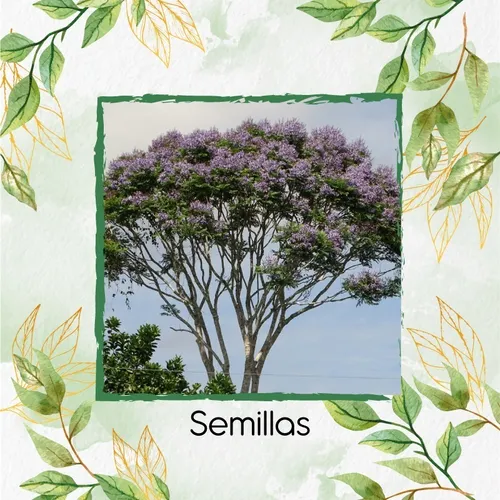 800 Semillas De Árbol Jacaranda Copaia