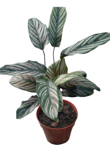 Calathea Mil Rayas - Plantas De Interior 