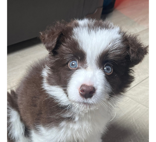 Cachorros Border Collie Maravillosos 