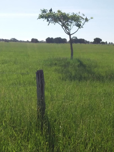 Imagen 2 de 8 de Finca En Barinas, San Rafael De Canagua, Mun. Pedraza En Venta
