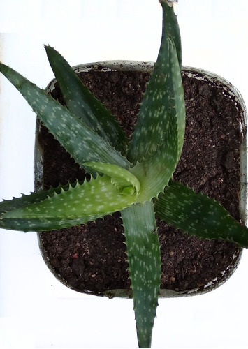 Plantas Jóvenes De Aloe X4