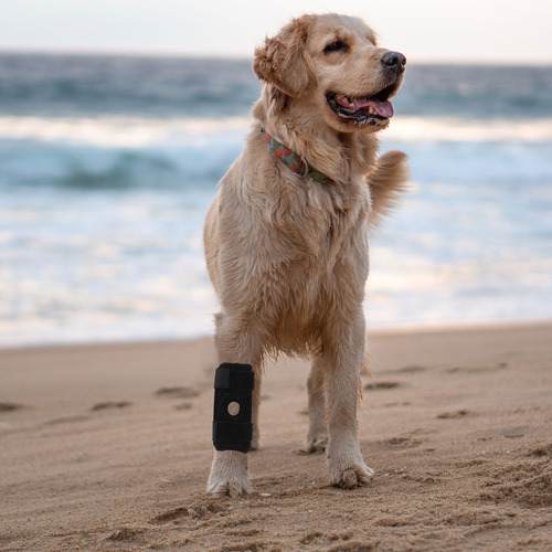 Rodillera Ajustable Para Perros, Patas De Perro Transpirable