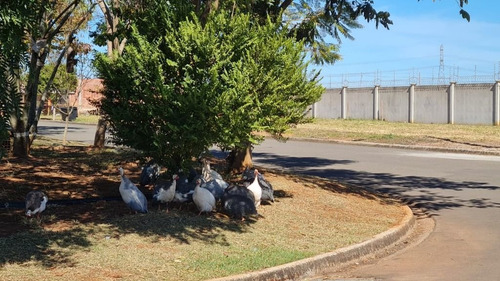 Imagem 22 de 30 de Terreno À Venda, 300 M² Por R$ 127.100,01 - Residencial Fazenda Pinheirinho - Rio Das Pedras/sp - Te0405