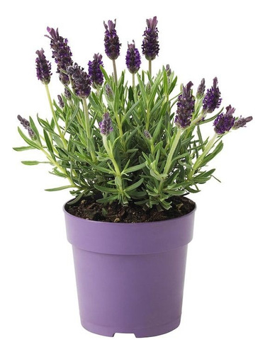 Kokedama Aromática