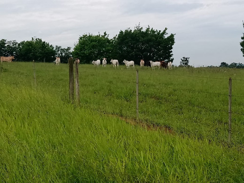 Sítio 5,5 Alqueires Rico Em Agua,localização Nobre,2 Casas Boas,4 Dorms Cada,4 Kms Do Asfalto,terra Fértil,vermelha,muitas Benfeitorias - St00053 - 69181042