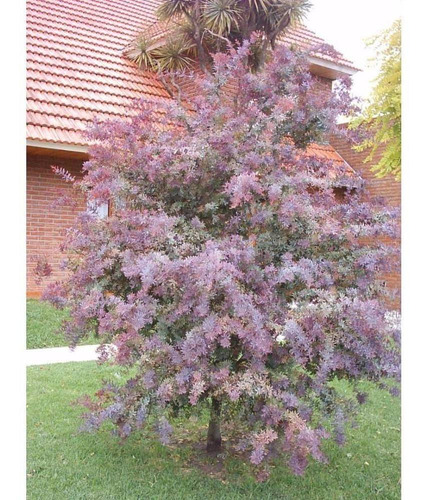 Acacia Bayleyana Rubra E10 - Envíos.