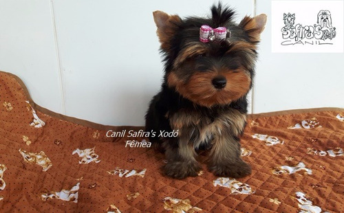 Yorkshire Filhotes Com Pedigree Cbkc. Fêmea.
