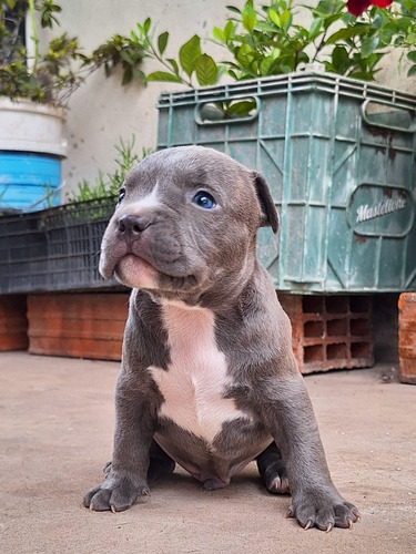 Pitbull Blue Macho Cachorro 