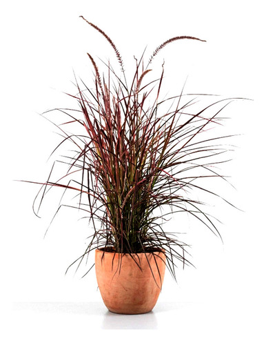 Plantas De Pennisetum Rubra Grandes - Paisajismo