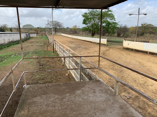 Imagen 5 de 8 de En Venta Caballeriza. En Guárico. Ve03-532-mros