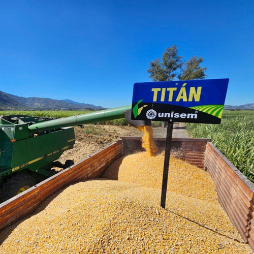 Semilla De Maíz Híbrido Titán Unisem 50 Mil
