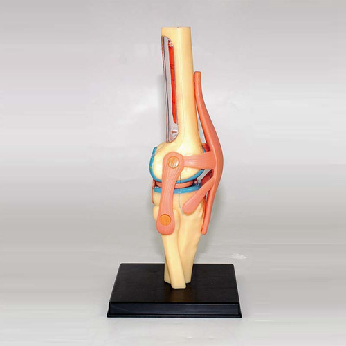 Educación Sobre Modelos De Cuerpo Humano Queenly- Torso, Órg