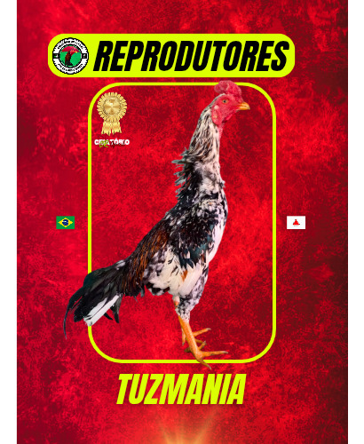 10 Ovos De Galo Mura Exótico Pintado - 100% Apurados