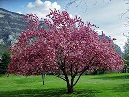 Cerezo Japonés, Cerezo Del Japón, Cerezo De Flor. E10