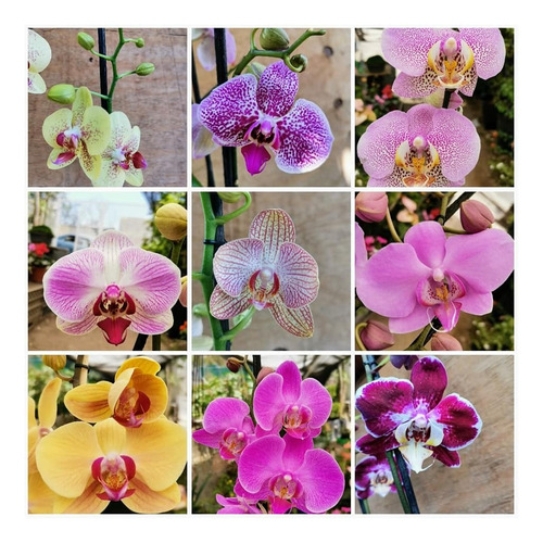 Planta Orquídea Phalaenopsis Colores Mix, Más Regalo