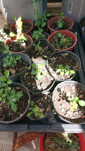 Plantin De Murraya Paniculata/azahar De La India
